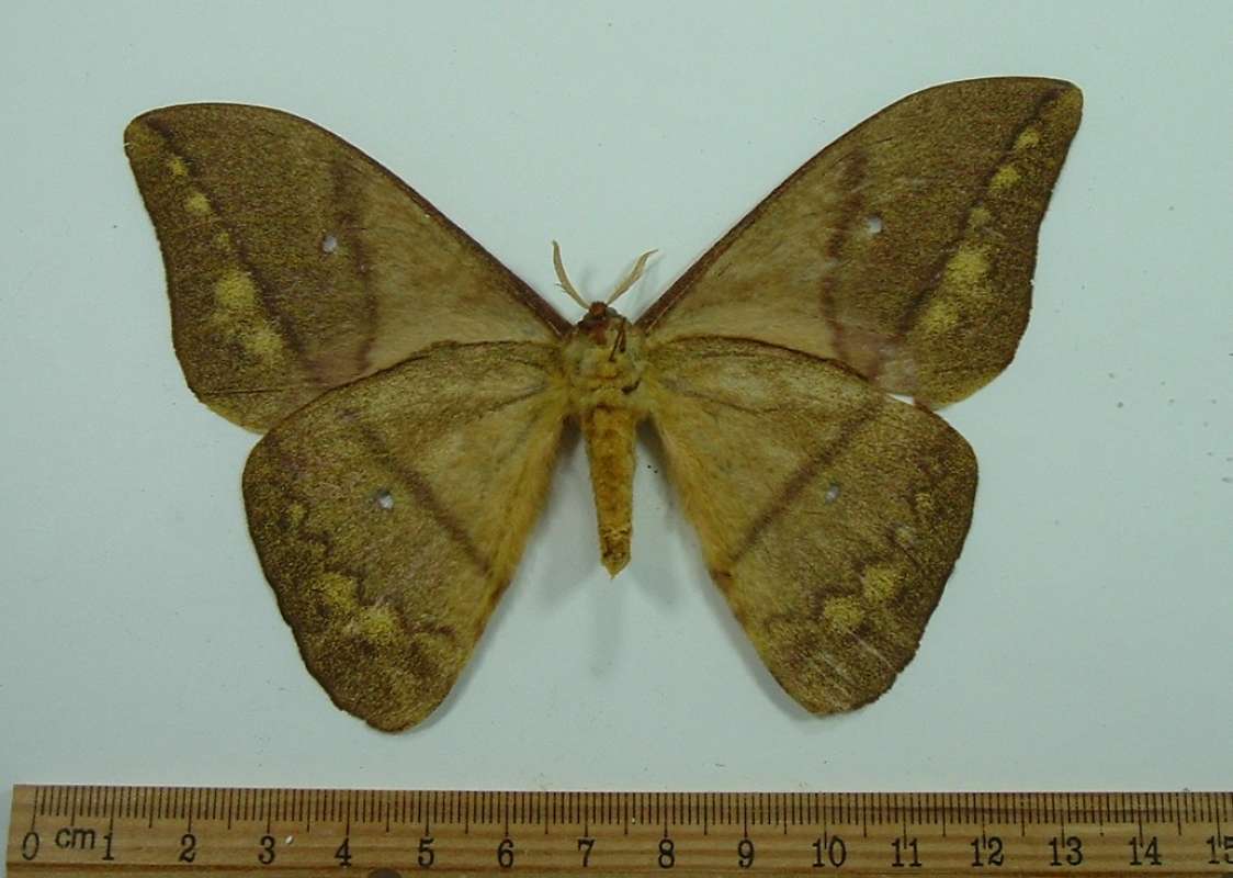 Male - Ventral<br>(Origin of the Specimen: Cameroon, Feb. 2002)