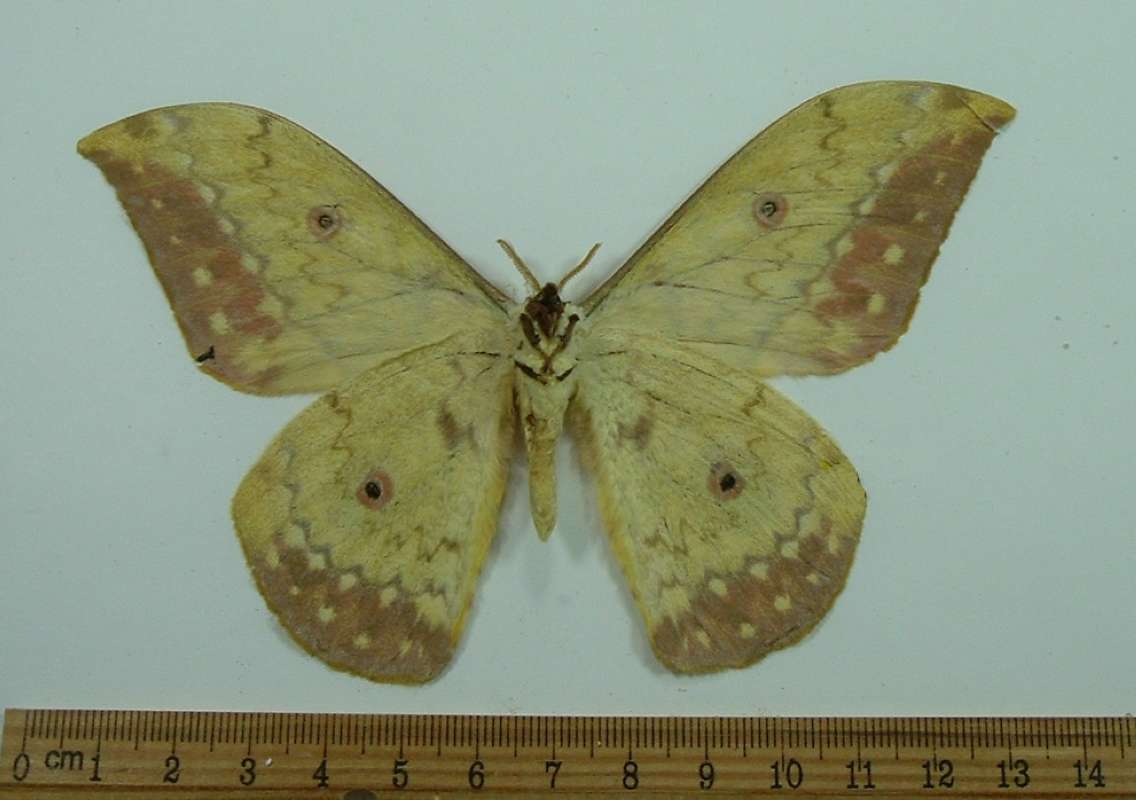 Male - Ventral View<br>(Origin of the Specimen: Uganda, Feb. 1998)