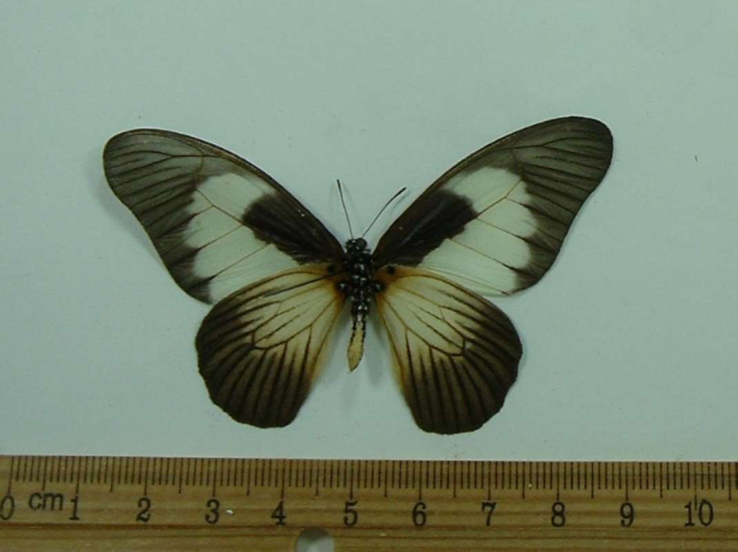 Male - Ventral<br>(Origin of the Specimen: R.C.A.)