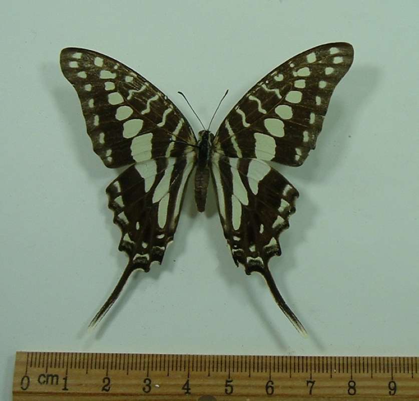 Female - Dorsal<br>(Origin of the Specimen: Kenya,  May)