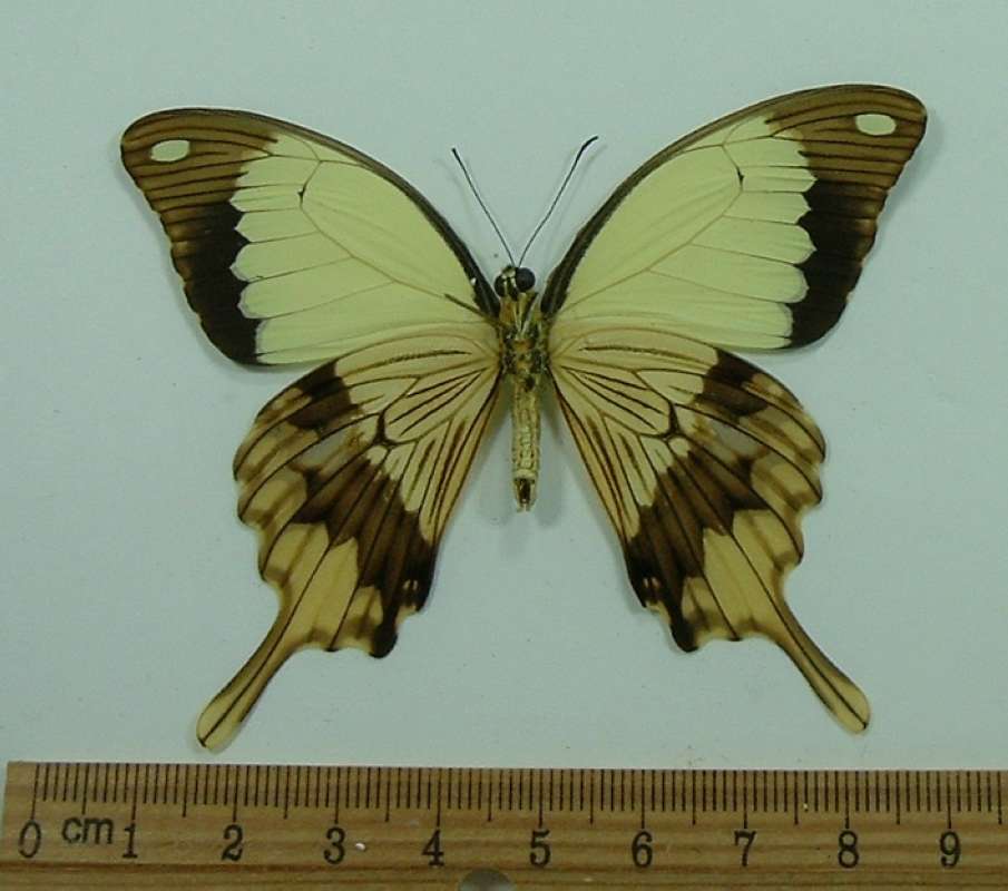 Male - Ventral<br>(Origin of the Specimen: Tanzania, Dec.)