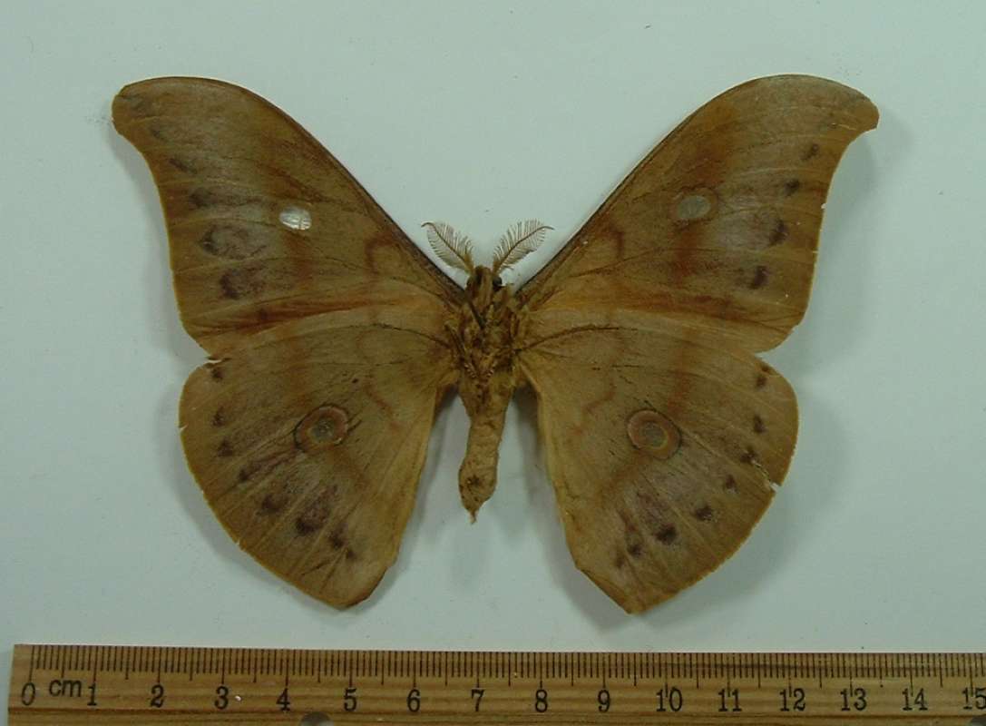 Male - Ventral View<br>(Origin of the Specimen: Formosa 1976 (Now Taiwan))