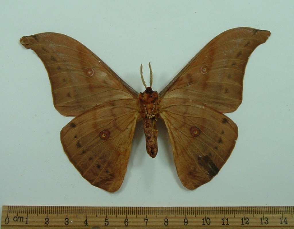 Male- Ventral View - Reddish Form<br>(Origin of the Specimen: Cameron Highland, IV, 1976)