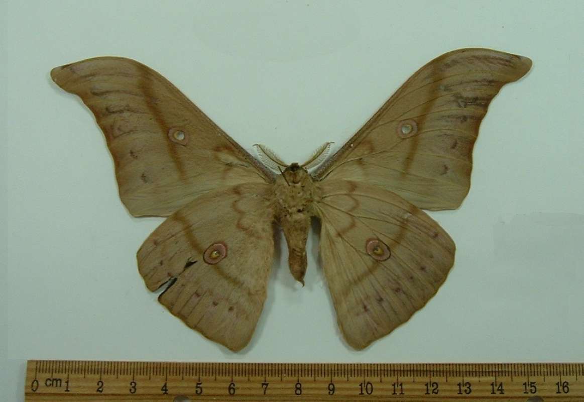 Male - Ventral View<br>(Origin of the Specimen: Philippines, December)