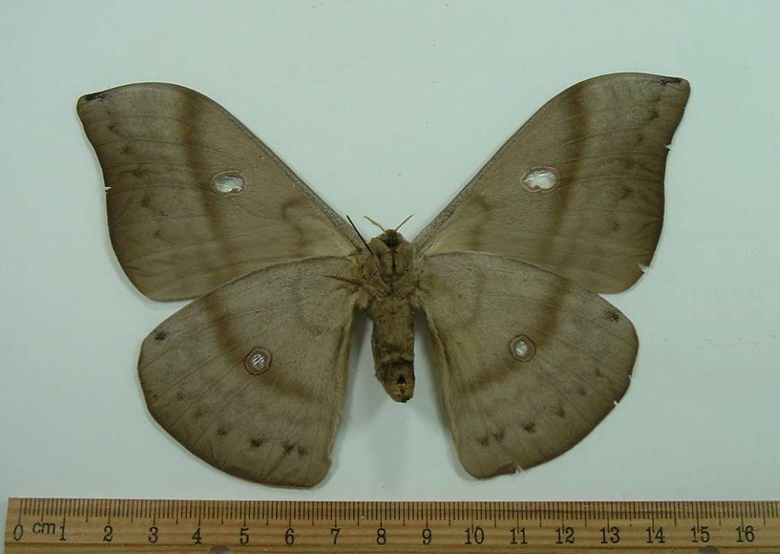 Female - Ventral<br>(Origin of the Specimen: Philippines, Dec.)