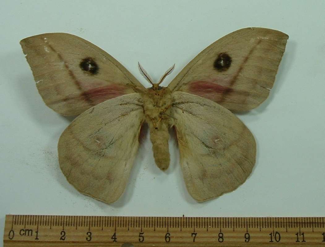 Male - Ventral<br>(Origin of the Specimen: Mexico)