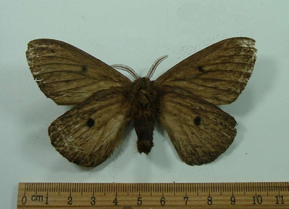 Male - Ventral View<br>(Origin of the Specimen: Florida, Uruguay, 1986)