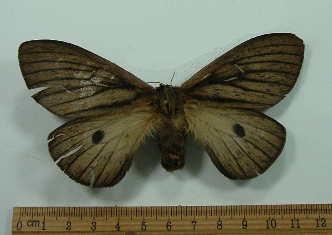 Female - Dorsal View<br>(Origin of the Specimen: Florida, Uruguay, 1986)
