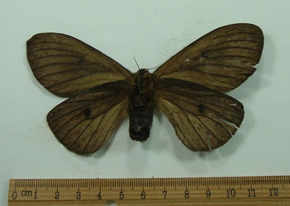 Female - Ventral View<br>(Origin of the Specimen: Florida, Uruguay, 1986)