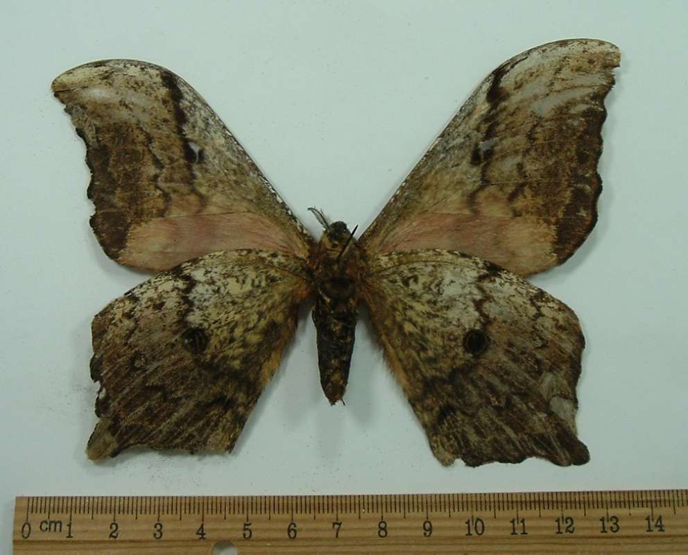 Male - Ventral View<br>(Origin of the Specimen: No Clear Label - Uganda, Dec. 1970)