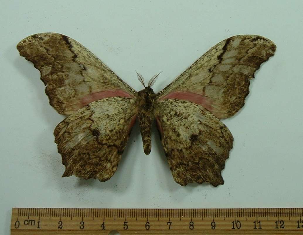 Male - Ventral<br>(Origin of the Specimen: UST Campus, April 1972)