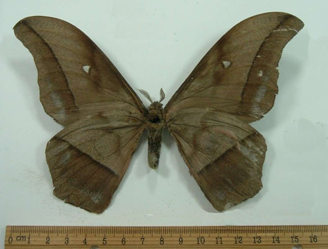 Male - Ventral View<br>(Origin of the Specimen: Cameroon, Africa)