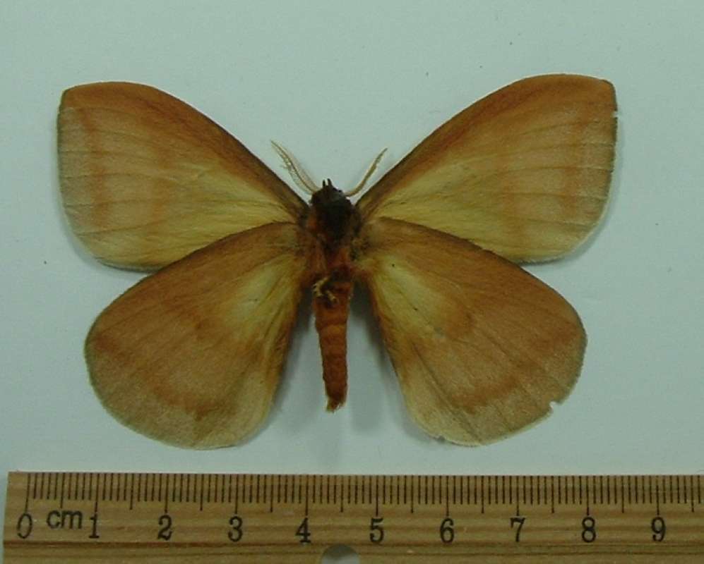 Male - Ventral View<br>(Origin of the Specimen: French Guyana, Circa 1986)