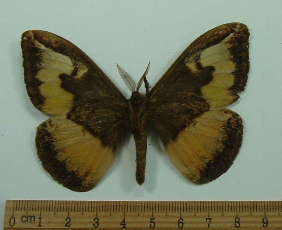 Male - Ventral View<br>(Origin of the Specimen: No Data Given)