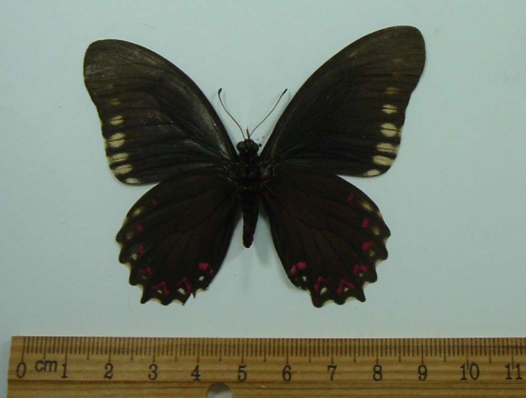 Female - Ventral<br>(Origin of the Specimen: Belize, July 2007)