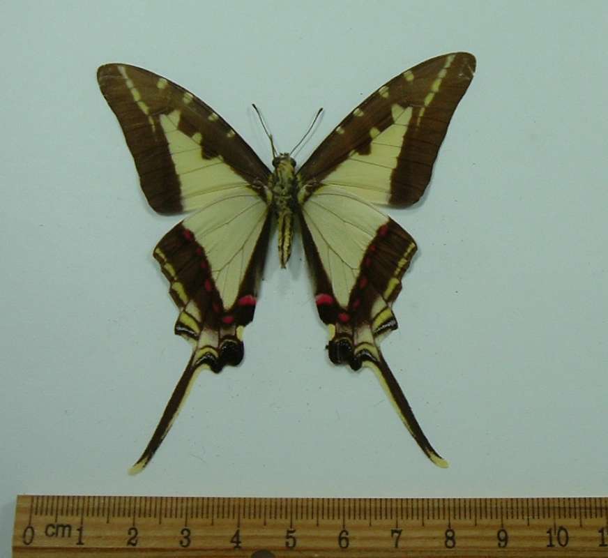 Female - Ventral View<br>(Origin of the Specimen: Costa Rica, July)