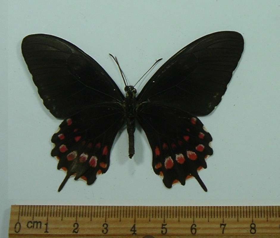 Female - Vental View<br>(Origin of the Specimen: Surinam, April)