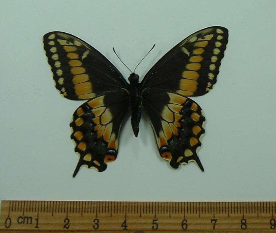 Male - Ventral View<br>(Origin of the Specimen: Costa Rica, March 2009)