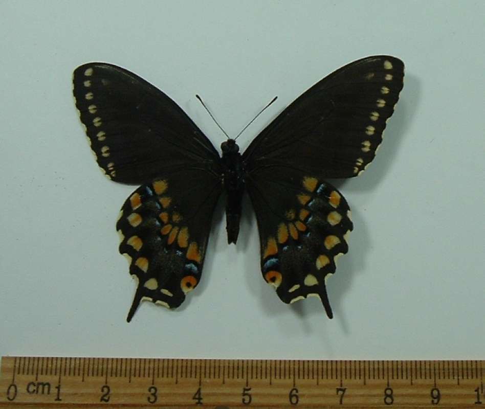 Male - Ventral View<br>(Origin of the Specimen: Lemon, Costa Rica, April 2001)
