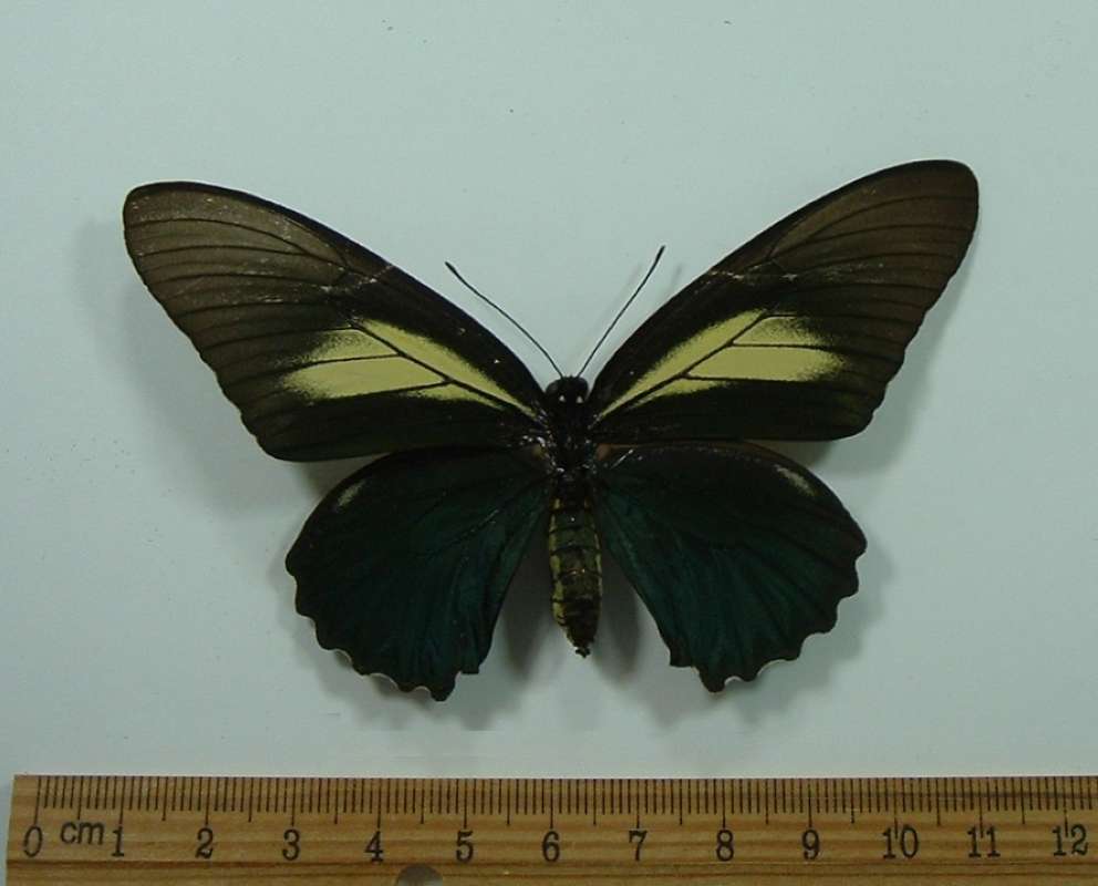 Female - Dorsal View (ssp hirundo ?)<br>(Origin of the Specimen: Cuzco, Peru, Nov. 1998)