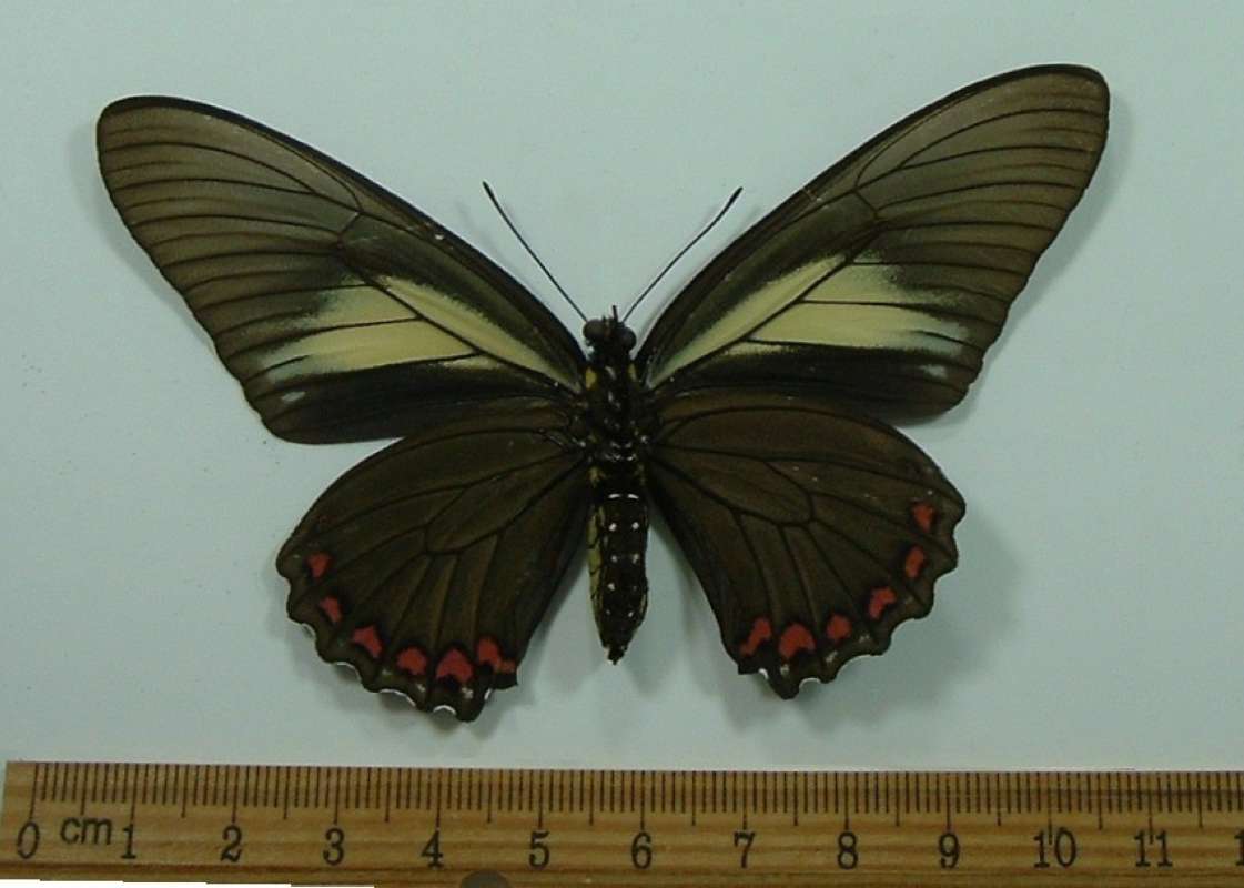 Female - Ventral View (ssp hirundo ?)<br>(Origin of the Specimen: Cuzco, Peru, Nov. 1998)