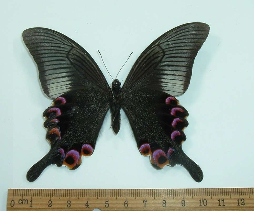Male - Ventral<br>(Origin of the Specimen: Khasi Hills, India, 1977)