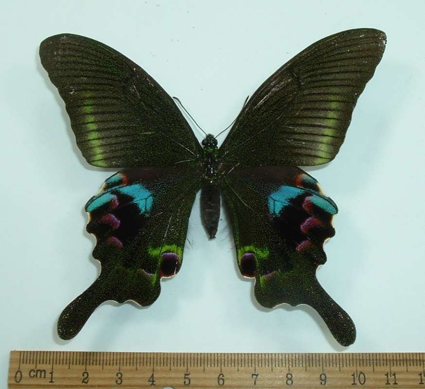 Female - Dorsal<br>(Origin of the Specimen: Kroft Collection, India, Circa 1960)