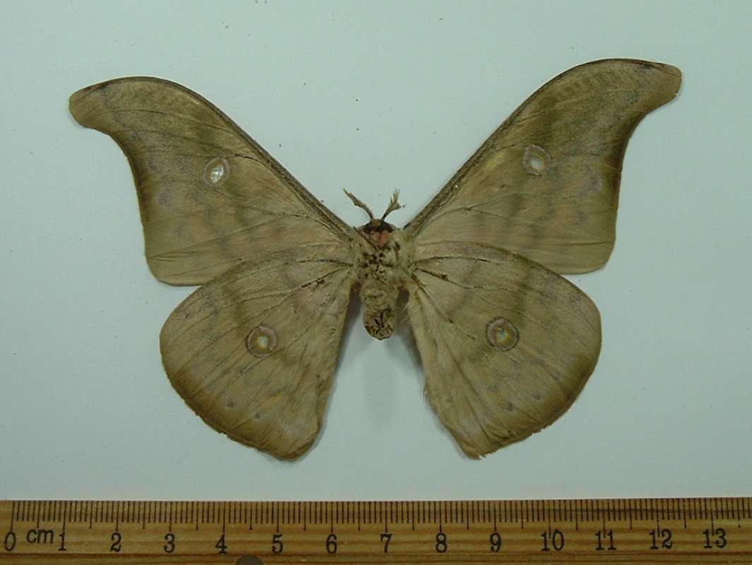 Male - Ventral View<br>(Origin of the Specimen: Borneo, Feb)