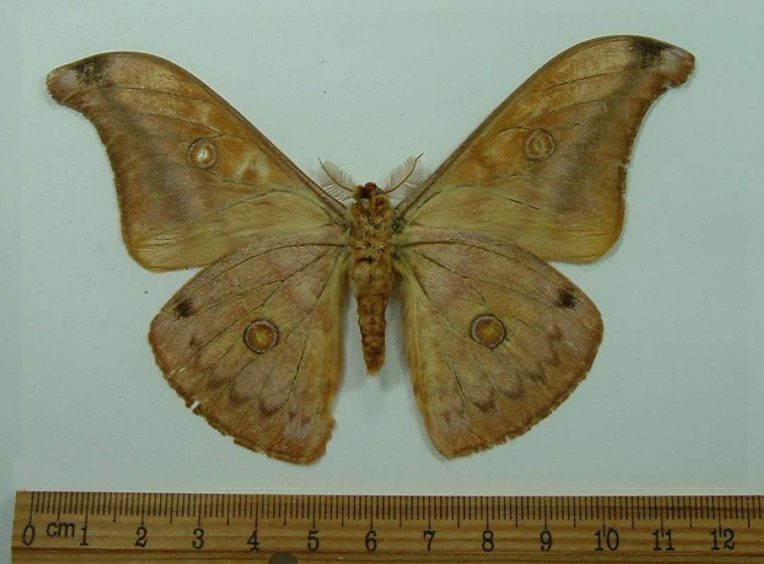 Male - Ventral<br>(Origin of the Specimen: Andaman Isle, Nov 26, 1971)
