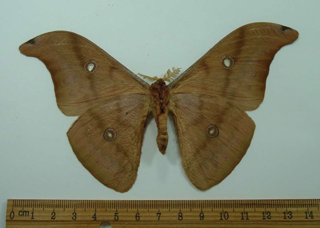 Male - Ventral View<br>(Origin of the Specimen: Nepal, April 12, 1998)