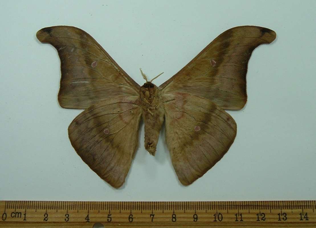 Male - Ventral View<br>(Origin of the Specimen: Alor Isles, Captured in May)