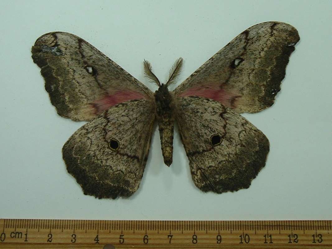 Male - Ventral<br>(Origin of the Specimen: Tanzania, May 5)