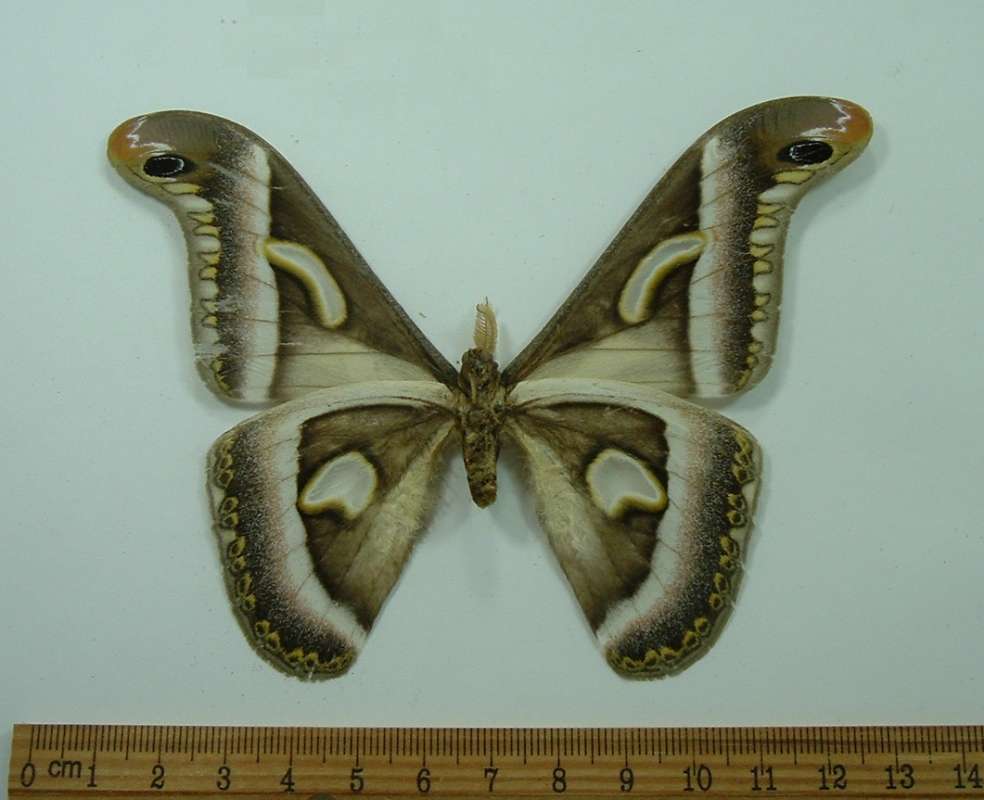Male - Ventral View<br>(Origin of the Specimen: Kenya, May Capture)