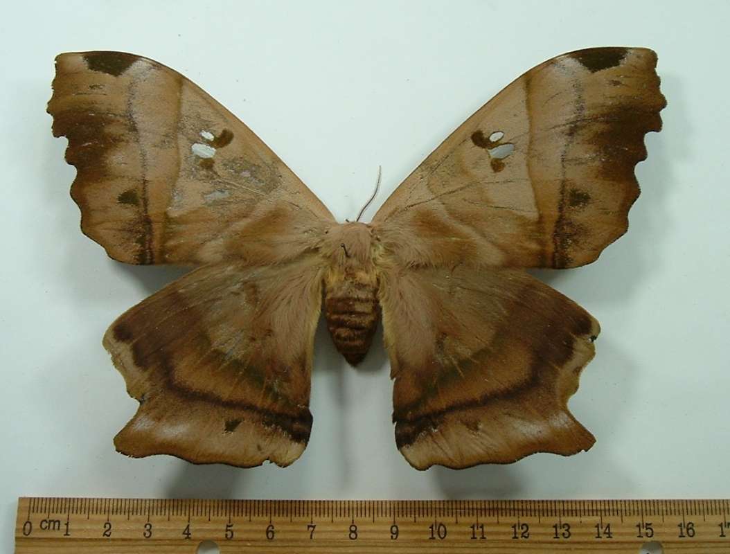 Female - Dorsal View<br>(Origin of the Specimen: Ecuador, May 2001)