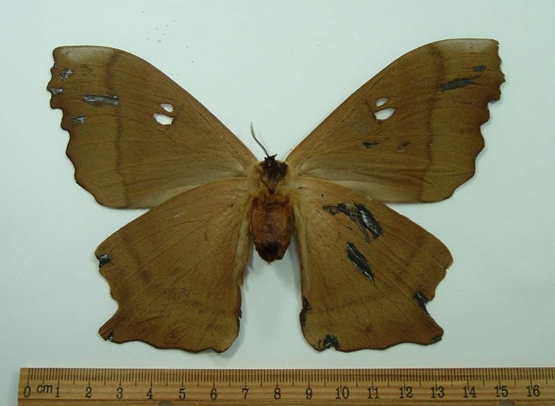 Female - Ventral View - Black Areas are Repairs<br>(Origin of the Specimen: Ecuador, May 2001)