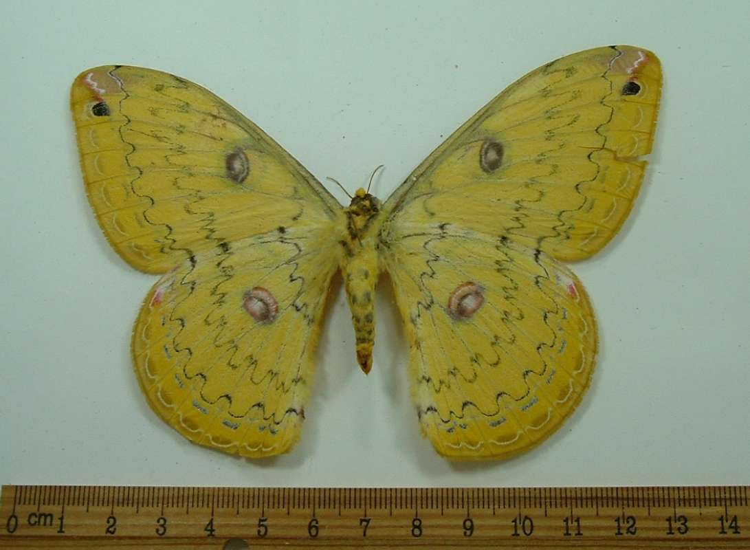 Female - Ventral View<br>(Origin of the Specimen: Vietnam, Sept. 1994)