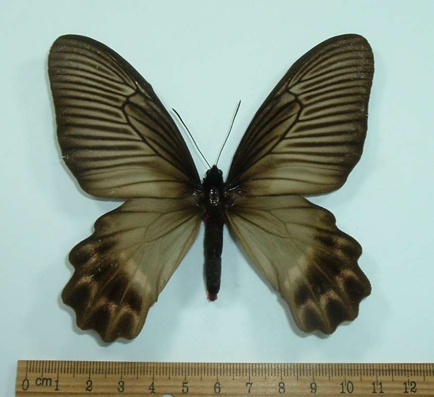 Female - Dorsal<br>(Origin of the Specimen: Celebes, Indonesia, April 1, 1979)