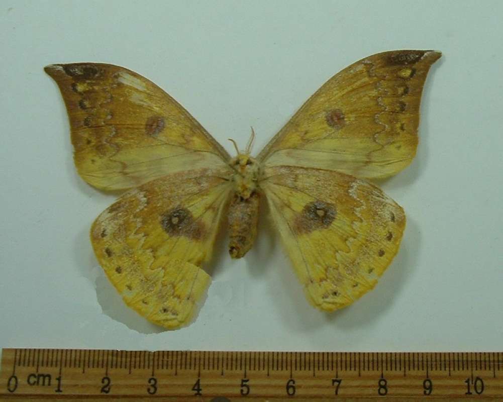 Female - Ventral View<br>(Origin of the Specimen: Cambodia, April 1998)
