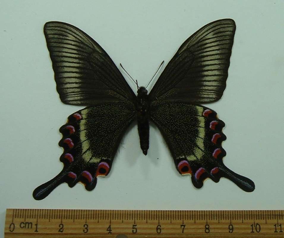 Female - Ventral View<br>(Origin of the Specimen: Rishi Island, March 7, 2006)