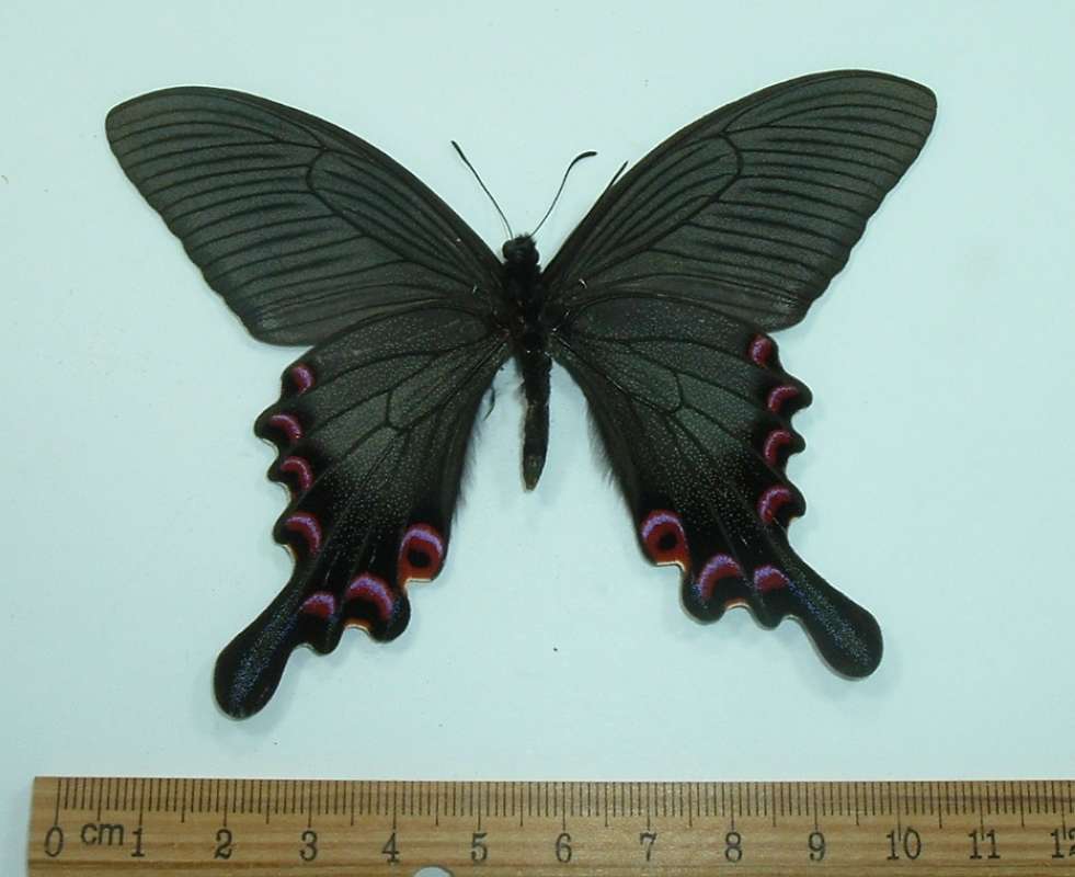 Very Dark Male, Ventral  View<br>(Origin of the Specimen: China, May 29, 1989)