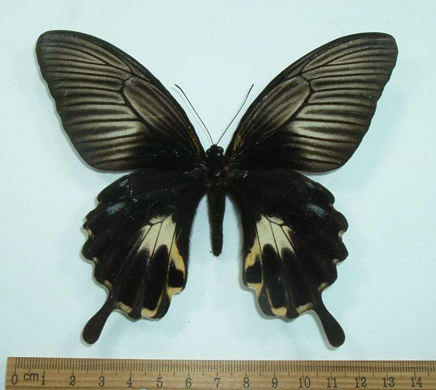 Female - Dorsal Form flava<br>(Origin of the Specimen: Ceram, Dec 1999)