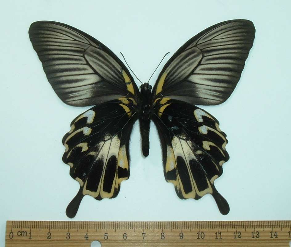 Female - Vetntral Form flava<br>(Origin of the Specimen: Ceram, Dec 1999)