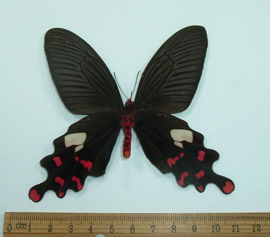 Male - Ventral View<br>(Origin of the Specimen: Katmandu, Nepal, Aug 20, 1984)