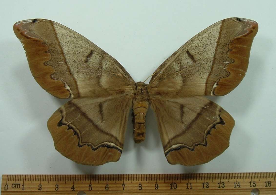 Female - Dorsal View<br>(Origin of the Specimen: Paraguay, Feb.)