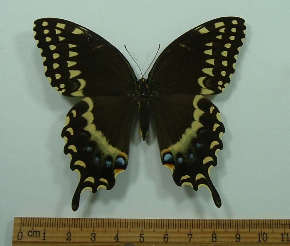 Female - Dorsal View<br>(Origin of the Specimen: Horsetial Falls, Mexico, July)