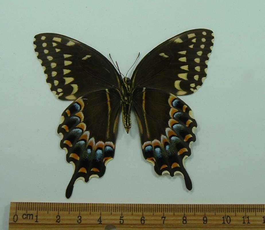 Female - Ventral View<br>(Origin of the Specimen: Horsetial Falls, Mexico, July)