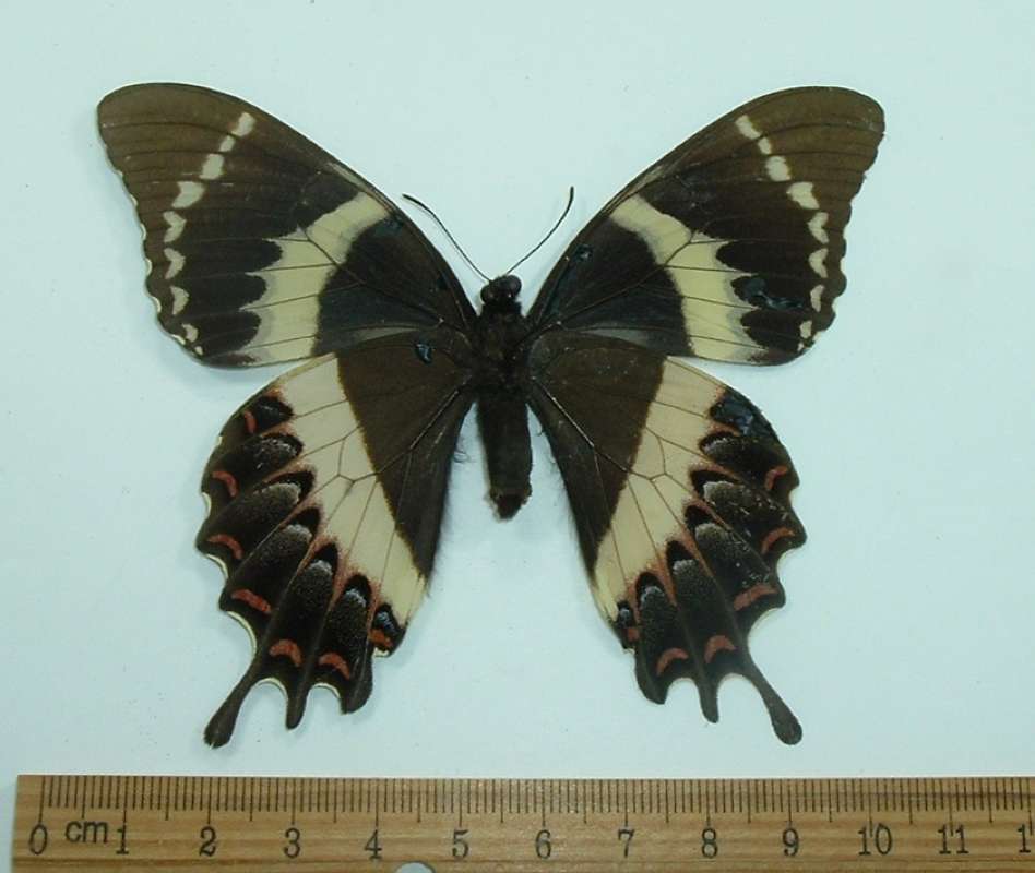 Femael - Ventral View<br>(Origin of the Specimen: Mexico, May)
