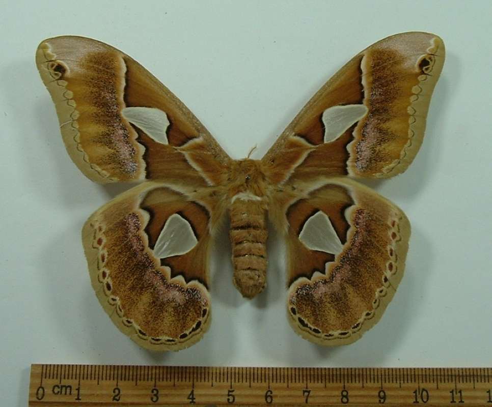 Female - Dorsal<br>(Origin of the Specimen: Horsetail Falls, 1990)