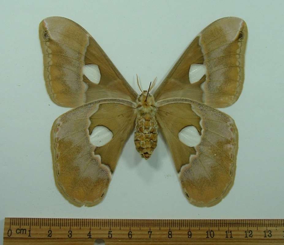 Female - Ventral View<br>(Origin of the Specimen: Pasco, Peru, May 23)