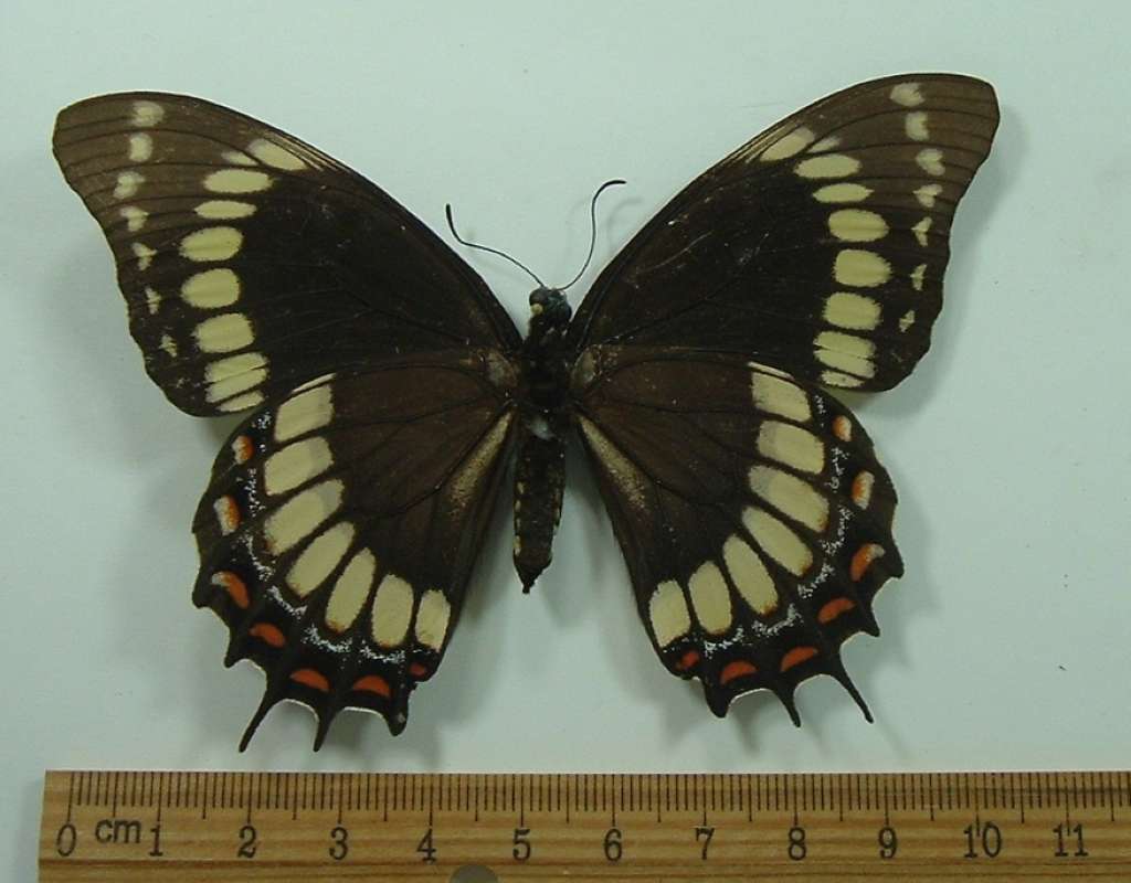Female - Glued Abdomen - Ventral<br>(Origin of the Specimen: St. Catarina, Brazil, Pre 1960)